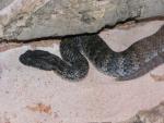 Northern death adder