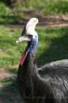 Southern cassowary