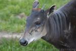 Western yellow-backed duiker