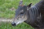 Western yellow-backed duiker