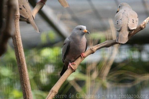 Croaking ground-dove