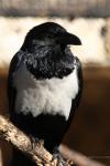 Pied crow