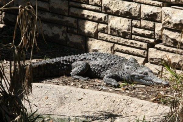 Orinoco crocodile