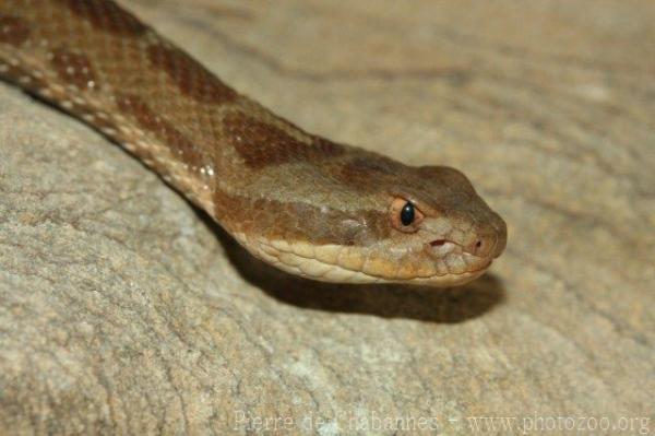 Queretaran dusky rattlesnake