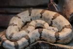 Rock rattlesnake