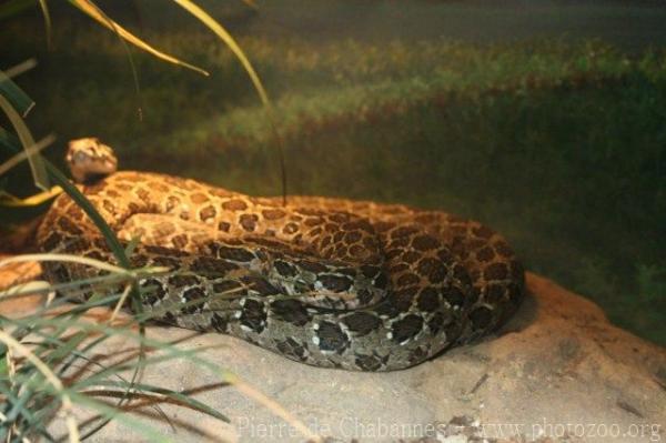 Mexican lance-headed rattlesnake