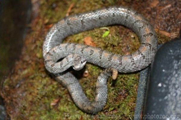 Cross-banded mountain rattlesnake