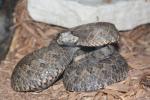 Mexican dusky rattlesnake