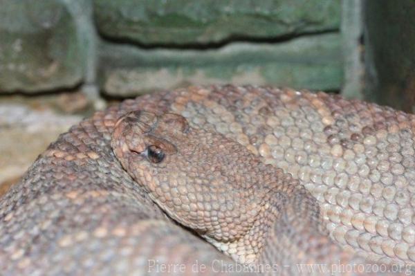 Aruba island rattlesnake