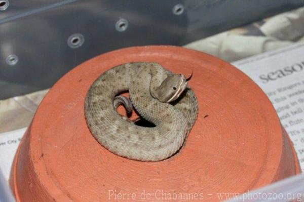 Ridge-nosed rattlesnake