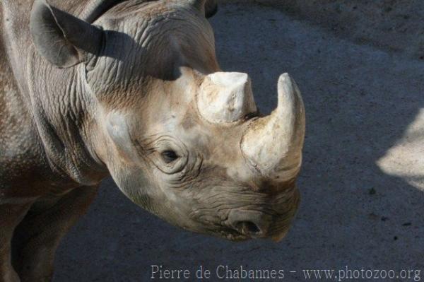 Eastern black rhinoceros