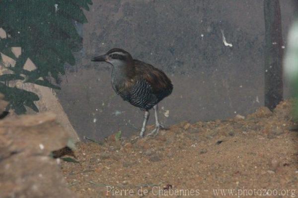 Guam rail