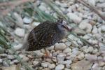 Buff-banded rail