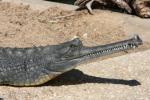 Indian gharial