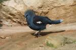 Western crowned-pigeon