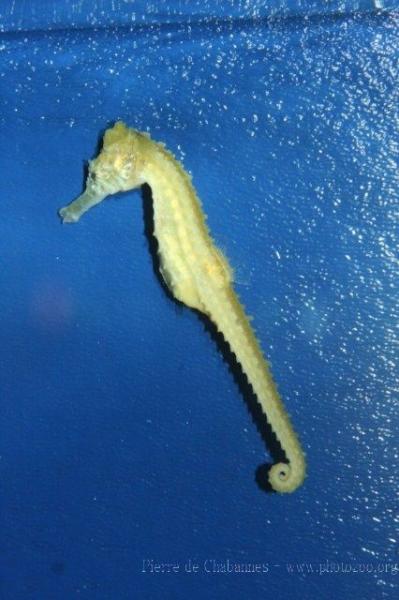 Great seahorse