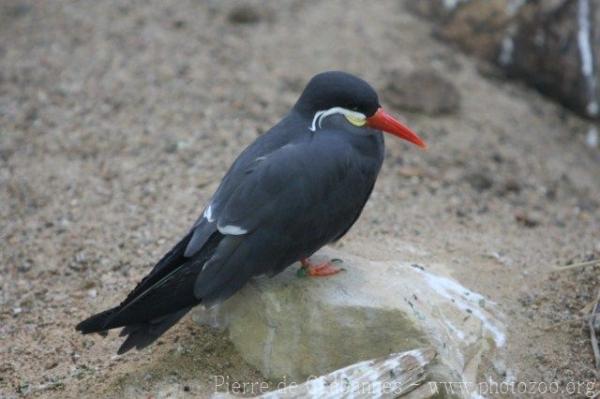 Inca tern