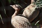 Buff-crested bustard