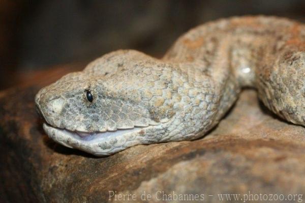 Blunt-nosed viper