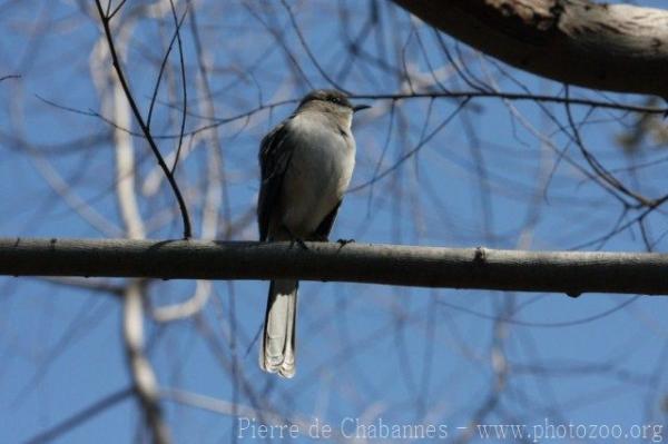 Northern mockingbird