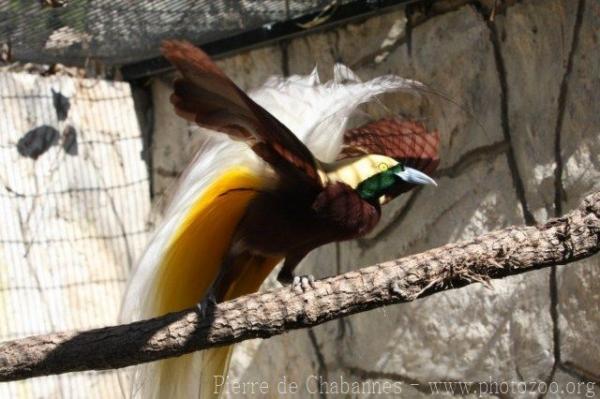 Lesser bird-of-paradise *