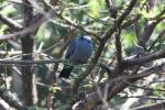 White-crowned pigeon