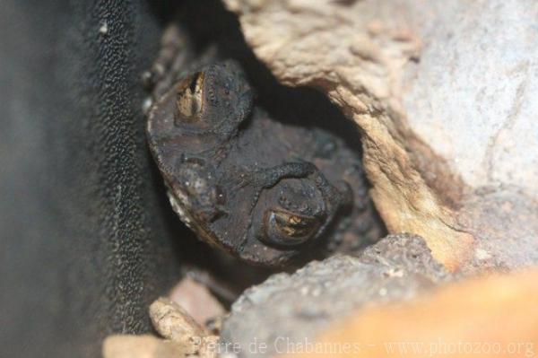 Puerto Rican crested toad