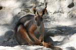 Yellow-footed rock wallaby