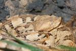 Dunn's hognose viper