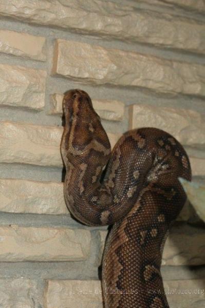 Angolan python