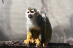 Guianan squirrel monkey