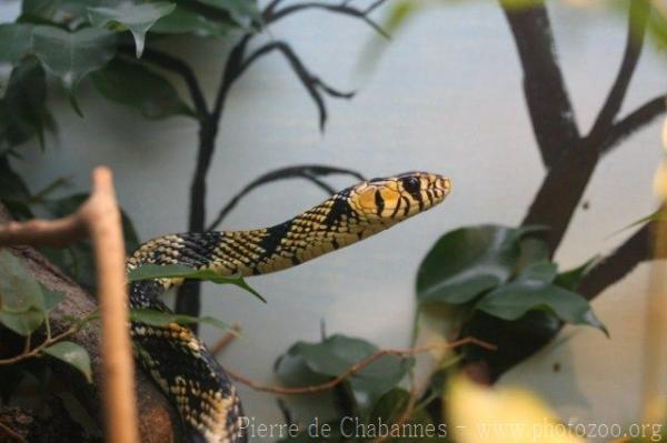 Mexican chicken snake