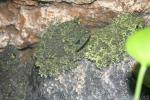 Vietnamese mossy frog