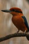 Guam kingfisher