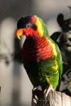 Ornate lorikeet