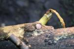 Henkel's flat-tailed gecko