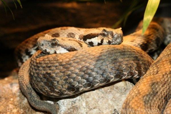 Armenian mountain viper