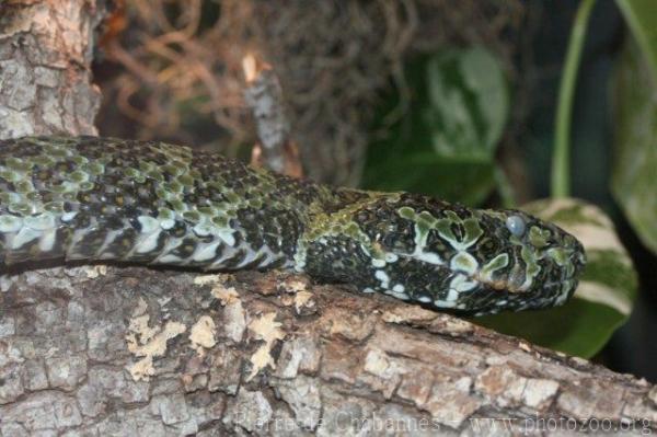 Mangshan pitviper