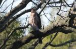 Cooper's hawk