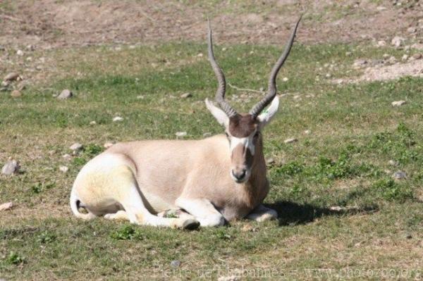 Addax