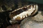 Western cottonmouth