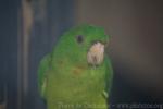 Green parakeet