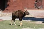 Indian gaur