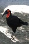 Southern ground hornbill