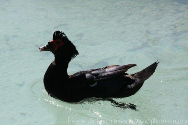 Muscovy duck