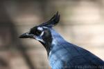 Black-throated magpie-jay