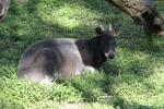 Jentink's duiker *