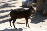 Western yellow-backed duiker