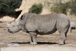 Southern white rhinoceros