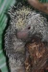 Brazilian tree porcupine